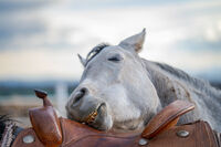 no name ( ID=2572040 ); comments:2