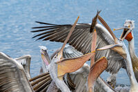 без име ( ID=2572043 ); Коментари:3