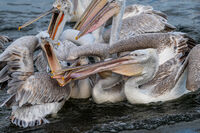 без име ( ID=2572044 ); Коментари:4