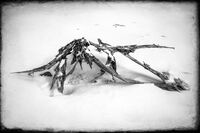 Wood In Snow; Коментари:4