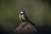 no name ( ID=2572077 ); comments:5