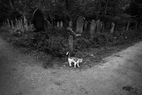 V; Коментари:3