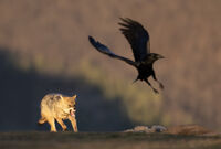 чакал и гарван; Коментари:21