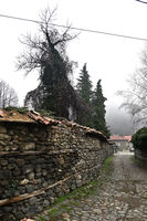 Берковица; Коментари:5