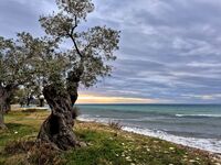 без име ( ID=2572137 ); Коментари:7