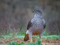 Голям ястреб; Коментари:5