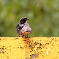 Разговори; Коментари:2