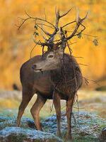 "Когато ситуацията стане заплетена"; Коментари:11