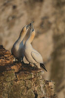 без име ( ID=2572164 ); Коментари:10