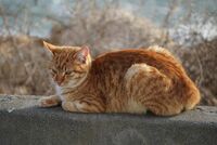 Първата котка на 2026 г.; Коментари:2