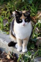 Строга котка; Коментари:1