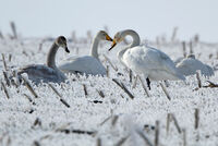 пойни лебеди по изгрев; Коментари:4