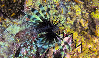 Lionfish; Коментари:2