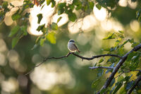 Сврачка; Коментари:5