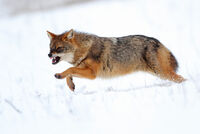 джако; Коментари:8