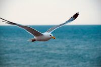 без име ( ID=2572298 ); Коментари:2