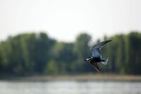 без име ( ID=2572299 ); Няма коментари