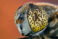 без име ( ID=2572330 ); Коментари:3