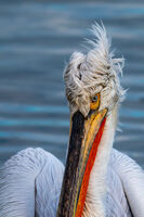 Портрет на един Рошльо; Коментари:3