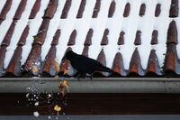 Чистница!; Няма коментари