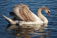 По пътя към бялото: преображение; Коментари:3