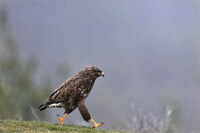 Johnnie Walker; Коментари:1