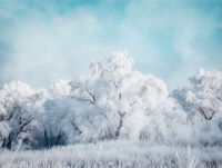 Hugged By The Winter; Няма коментари