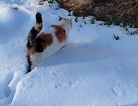 без име ( ID=2572414 ); Коментари:2