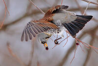 хвойнов дрозд; Коментари:3