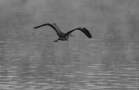 без име ( ID=2572466 ); Коментари:1