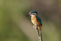 без име ( ID=2572469 ); Коментари:4