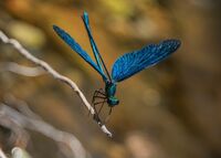 без име ( ID=2572484 ); Коментари:10