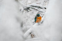 без име ( ID=2572488 ); Коментари:7