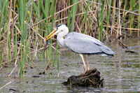 Сива чапла; Коментари:4