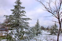 без име ( ID=2572540 ); Няма коментари