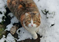 без име ( ID=2572541 ); Коментари:3