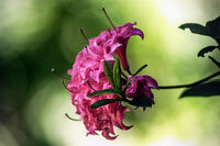 без име ( ID=2572554 ); Коментари:6