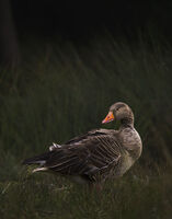 Сива гъска; Коментари:2