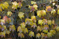 Есенен златен дъжд; Коментари:4