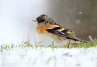 планинска чинка в снежна буря; Коментари:3