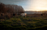 Сутрешна закуска; Коментари:1