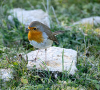 Robin by the Thracian Sea; Коментари:3