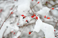 без име ( ID=2572605 ); Коментари:1