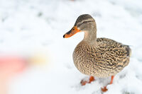 без име ( ID=2572608 ); Коментари:1