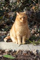 Котка, която прилича на круша; Коментари:2