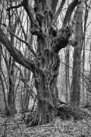 без име ( ID=2572620 ); Коментари:1