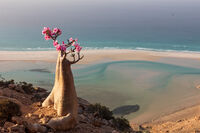 Сокотра; Коментари:1