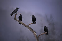 без име ( ID=2572628 ); Коментари:1