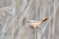 без име ( ID=2572629 ); Няма коментари