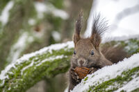 без име ( ID=2572658 ); Коментари:9